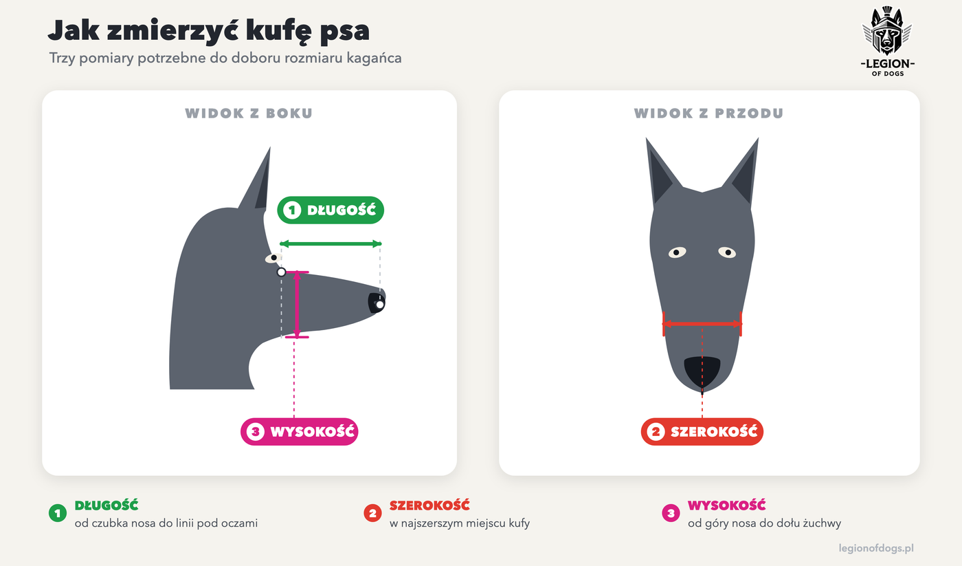 Jak zmierzyć kufę psa do doboru rozmiaru kagańca Chopo: długość, szerokość i wysokość